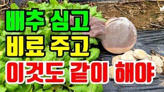 김장배추 심는시기 이렇게 뿌려주면 잘 자라고 벌레도없고 이것만 묻어주면 비료 안줘도 되요.