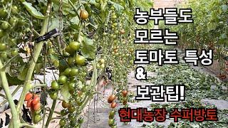 농부들도 잘 모르는 토마토 재배 특징 & 장기 보관방법