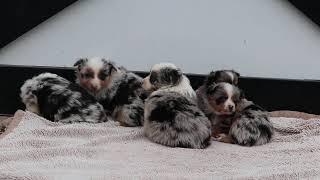 Mini Australian Shepherd Puppies For Sale