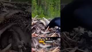 Фатальная ошибка Ворона #дикая_природа #природа