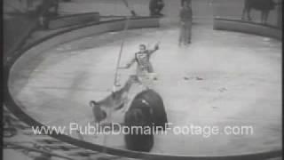 Lama Jumps Over an Elephant Public Domain Archival Stock Footage - www.PublicDomainFootage.com