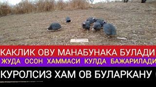 Каклик овуга мархамат сулгин ову бедана ову ахотники