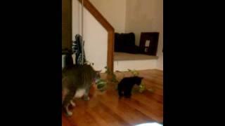 Foster kitten knocks plant over