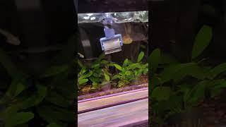 https://amzn.to/3Z1YQYq suisaku #snailcatcher #aquarium #fishtank #snails