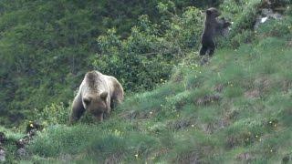 Un oso pardo ataca a un hombre en Cantabria