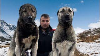 ABORGINAL KANGAL DOGS IN THE MOUNTAINS