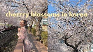 spring in Korea visiting the cherry blossoms in Jinhae #cherryblossoms #jinhae #korea