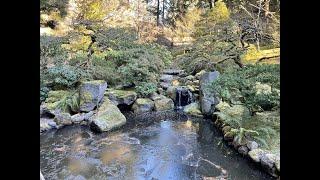 Portland Japanese Garden–Critical Review of Pruning Techniques