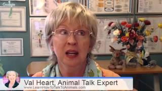 Advanced Animal Talk Topics Mastery Course