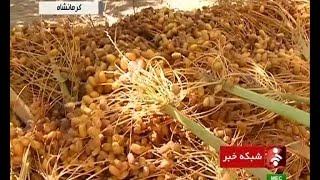 Iran Ghasr-e Shirin, The Golden Palm Dates land برداشت خرما از نخلستانهاي قصرشيرين