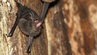 Baby bats babble, much like human infants