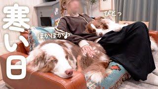 寒くなって甘えん坊が増し増しになってきた大きい犬達がコチラ・・・【ボーダーコリー・オーストラリアンシェパード】