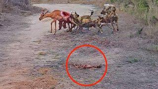 Unborn Impala Watches Mother Get Eaten by Wild Dogs