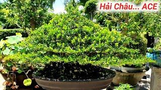 Hải Châu... ACE .Sanh Bình Định Đổ Đồng Và Bồ Đề Lộc Vừng BonSai Đẹp Gl #0386484997 Zalo.