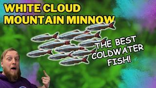 White cloud mountain minnow: EVERYTHING you need to know! Complete care guide.