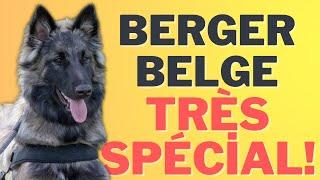 Caractéristiques De La Race De Berger Belge/Chien De Berger ‍