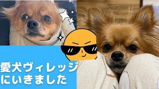 東新宿　愛犬ヴィレッジにいきました！！わんちゃんvlog