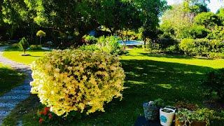 PLANTAS PERFEITAS para VASO PEQUENO| Admirando a natureza