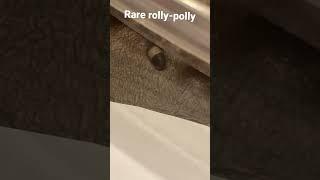 Rare rolly-Polly