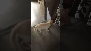 Meet My Pet Dog  ️ #goldretriever. @Crafterkashish-19 #dog
