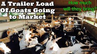 Meat Goats For Money  | Is There A Profit In Meat Goats?