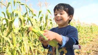 All about food gleaning