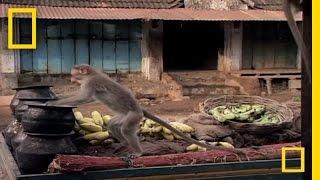 Drunk Monkeys | National Geographic