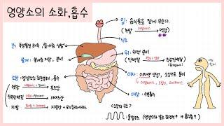 [중2 동물과 에너지] 1강. 소화계 정리하기 함께 필기해요 ┃영양소의 소화 과정┃소화 효소 정리