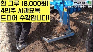 [한국농수산TV] 한 그루 18,000원! 4만주 사과묘목 드디어 수확합니다!!