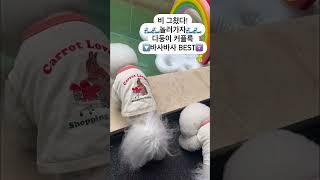 강아지 다둥이 커플룩 추천 #강아지옷 #애견의류 #shorts