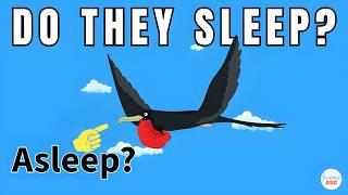 How Do Birds Sleep During Migration?