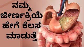 How the digestive system works step by step? IN Kannada