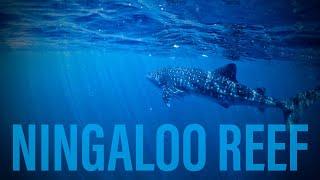 Ningaloo Reef: Snorkeling with Whale Sharks (4K)