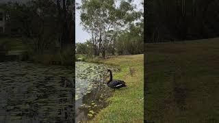 Wakey Wakey Black Swan #goldcoast #australia