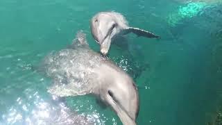 Swimming With Dolphins - Ocean World, Dominican Republic - Puerto Plata, Dominican Republic