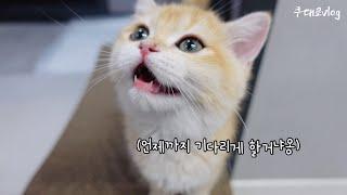 밥달라고 찡찡대는 귀여운 아기고양이 말많은 고양이 브리티쉬숏헤어 고양이vlog