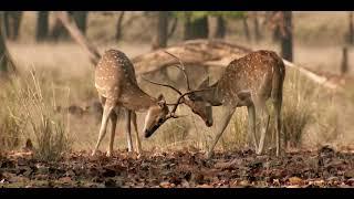 Kanha National Park - Madhya Pradesh