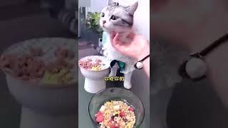 泡芙上班除了吃就是睡 我想和猫老板互换下   副本