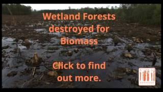 Wetland Logging Investigation