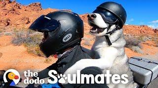 Dog Rides A Motorcycle With His Dad Through All 50 States | The Dodo Soulmates