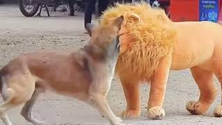 Troll Prank Dog Funny & Fake Lion  Funniest Animals 2023