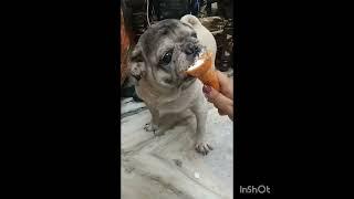 Icecream baby ️️ #ron #pug #cutiepie #baby #reels #yputubeindia #yputubeshorts #yputubevideo