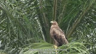 Steppe Eagle @ Chiu S C 419417