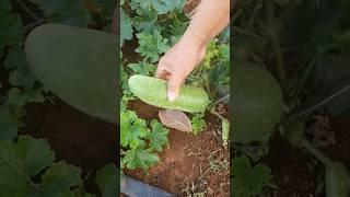 Ninja Farmer Cutting Wax Gourd Vegetable #food #nature #vegetable #foodie #cutting #farming #wax