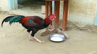 Beautiful Rooster Drinking Milk | King Rooster | Aseel Rooster | Unique Pets World