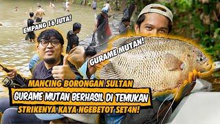 6 JAM TEMBUS 20 KILOAN  GURAME! UMPAN ULAT BAMBU BIKIN ANGLER & KEDI NARIK PAKE COMBO DAIDO SPECTRE!