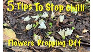 5 Tips To Stop Chilli Flower Dropping Off