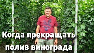 Когда прекращать ПОЛИВ виноградных кустов ?