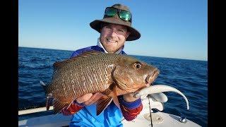 BAY MANGROVE JACK Ft Shaun Whale Vlog