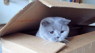 Unboxing British Shorthair Cat